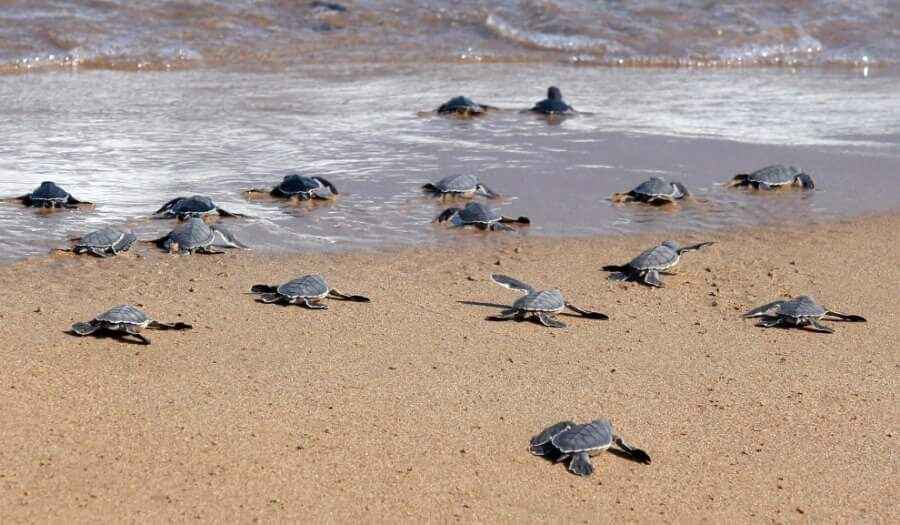 Пляж Лара, Кипр